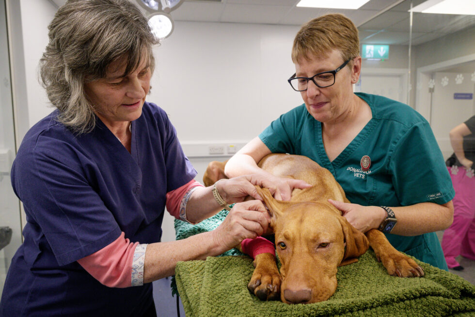 Dermatology Referrals Donaldson's Vets